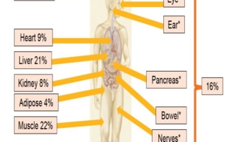 diagram showing what parts of the body use the most energy